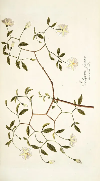 Solanum Fugax