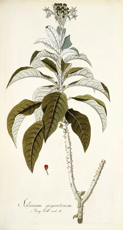 Solanum Giganteum