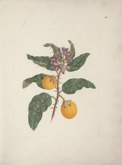 Solanum Incanum L Wild Egg Plant