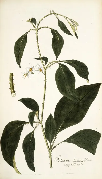 Solanum Lanceaefolium