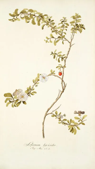 Solanum Lycioides