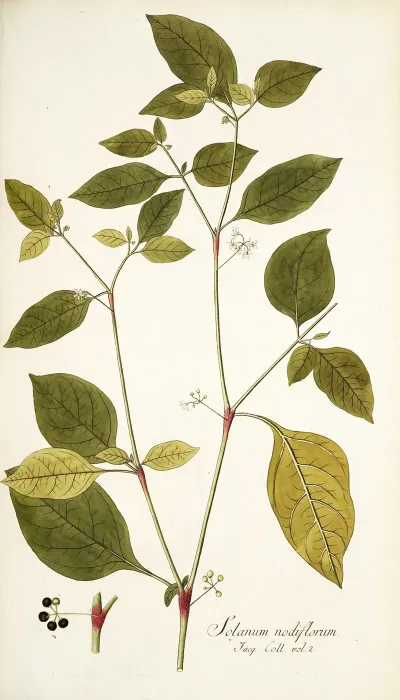 Solanum Nodiflorum