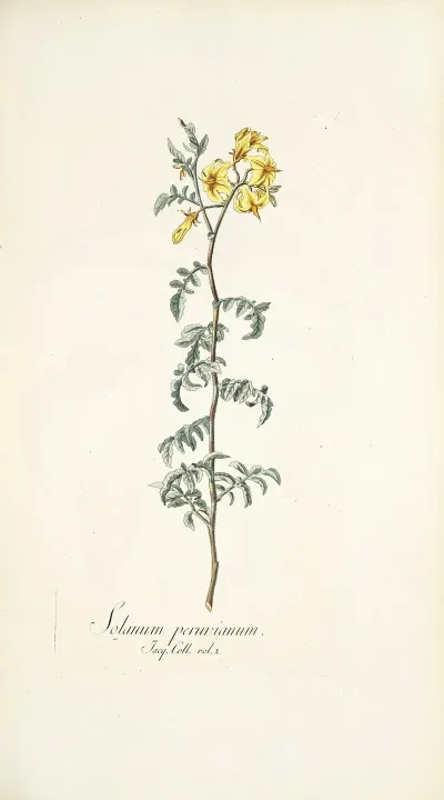 Solanum Peruvianum
