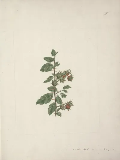 Solanum Piperiferum A Rich Nightshade