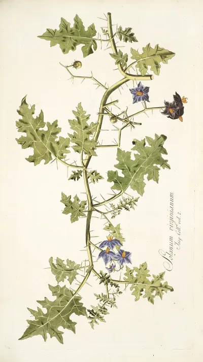 Solanum Virginianum