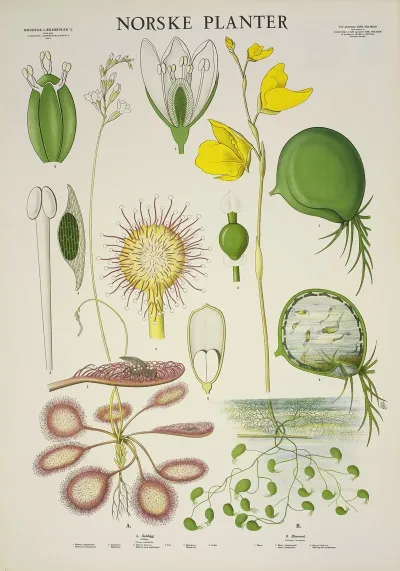 Soldugg Blaererot