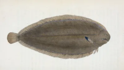 Sole Pleuronectes Solea