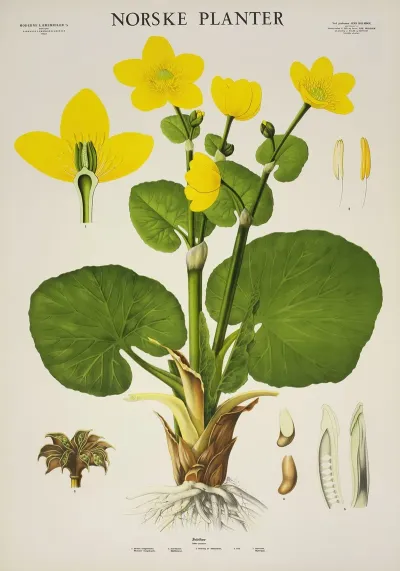 Soleihov