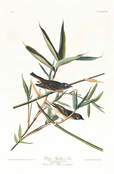 Solitary Flycatcher Or Vireo