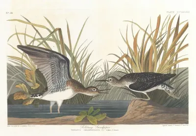 Solitary Sandpiper