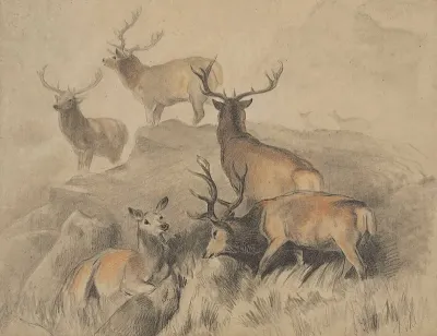 Some Of The Best Harts In The Forest
