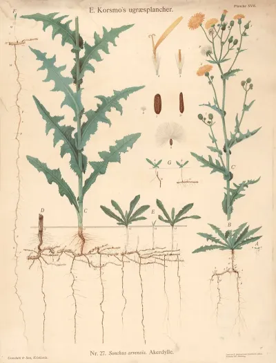 Sonchus Arvensis Akerdylle