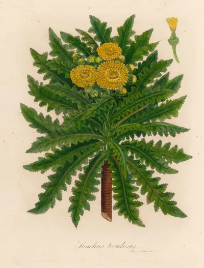 Sonchus Torulosus