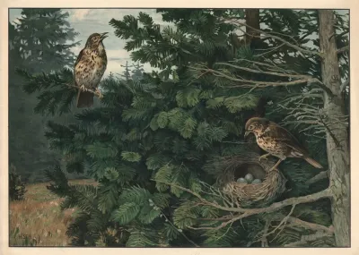 Song Thrush