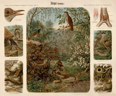 Songbird Sylviidae