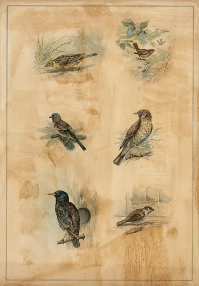 Songbirds 2