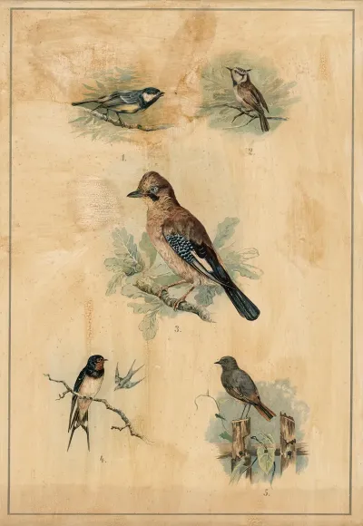 Songbirds 3
