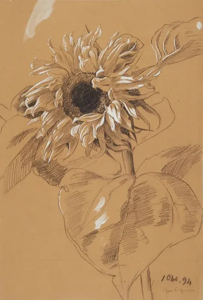 Sonnenblume 3