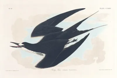 Sooty Tern