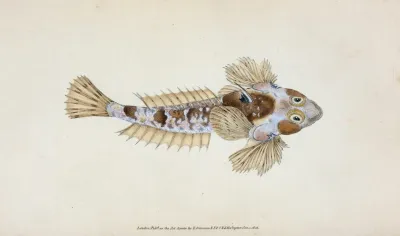 Sordit Dragonet Callionymus Dracunculus