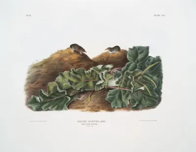 Sorex Parvus Says Least Shrew Natural Size