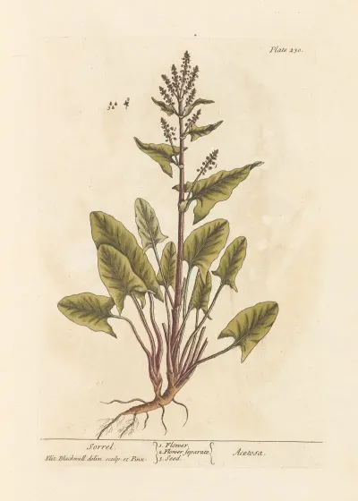 Sorrel