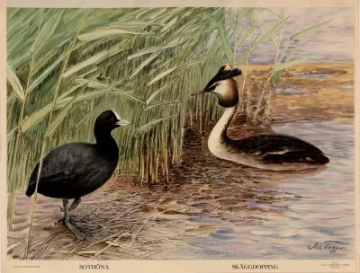 Sothona Skaggdopping