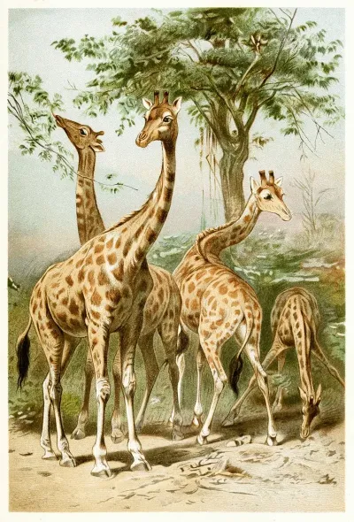 South African Giraffes
