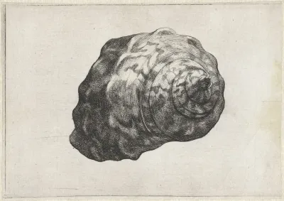 South African Turban Turbo Sarmaticus