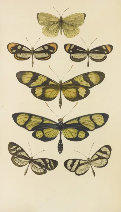 South American Butterflies