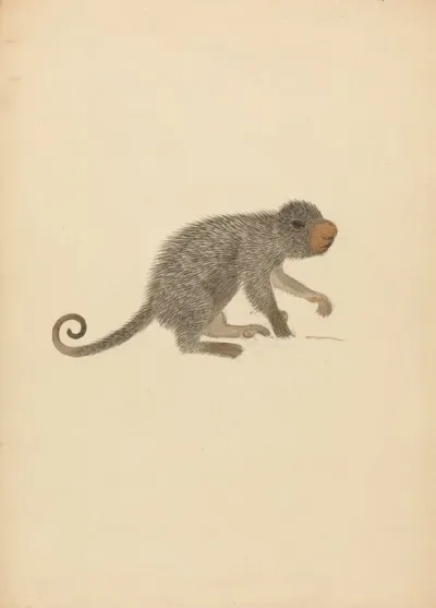 South American Porcupine
