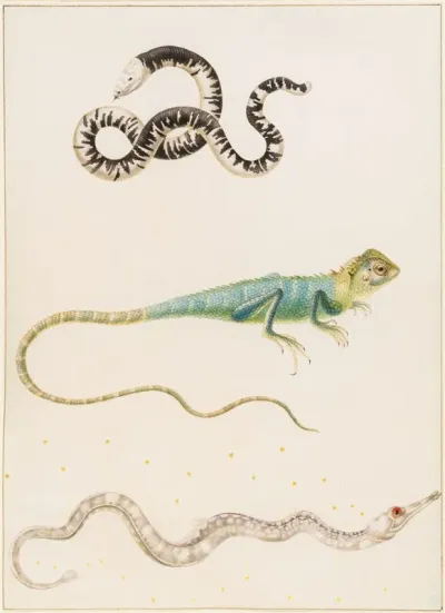 South American Smallhead Worm Lizard Iguana Or East Indian Tree Lizard And Pipefish