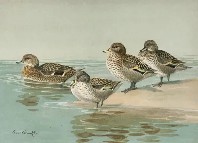 South Georgian Teal Sharp Winged Teal Yellow Billed Teal Andean Teal