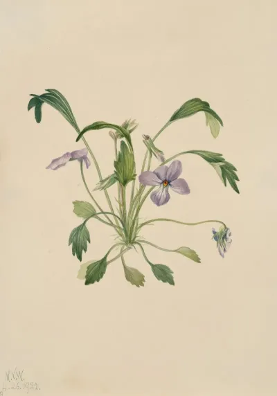 Southern Birds Foot Violet Viola Digitata