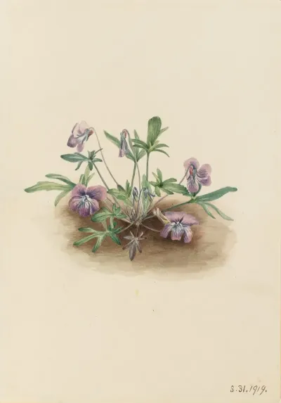 Southern Coast Violet Viola Septemloba 2