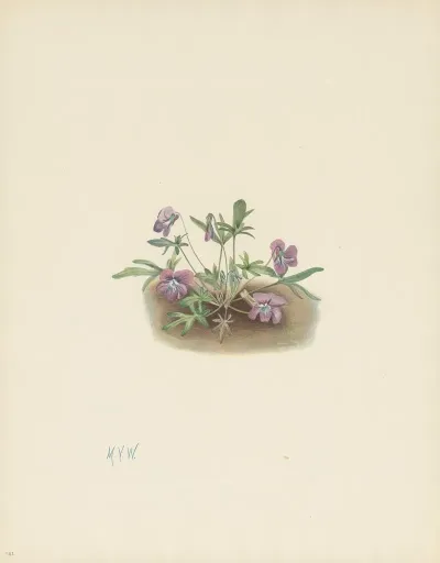 Southern Coast Violet Viola Septemloba 3