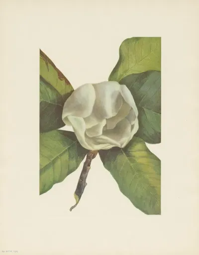 Southern Magnolia Flower Magnolia Grandiflora 2