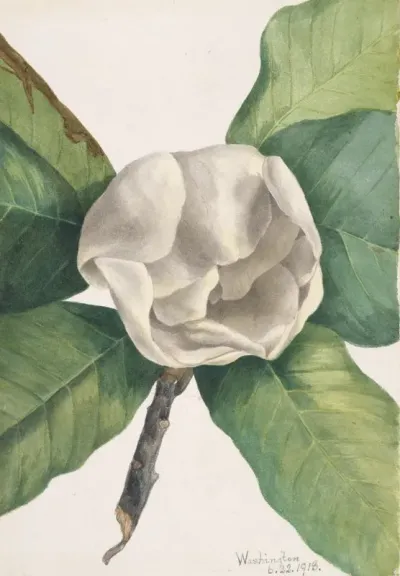 Southern Magnolia Magnolia Grandiflora 2