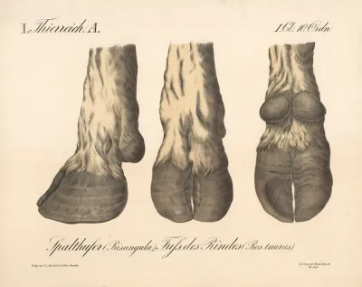 Spalthufer Bisungula Fuss Des Rindes Bos Taurus