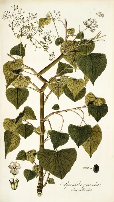 Spananthe Paniculata