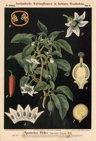 Spanischer Pfeffer Capsicum Longum Dc
