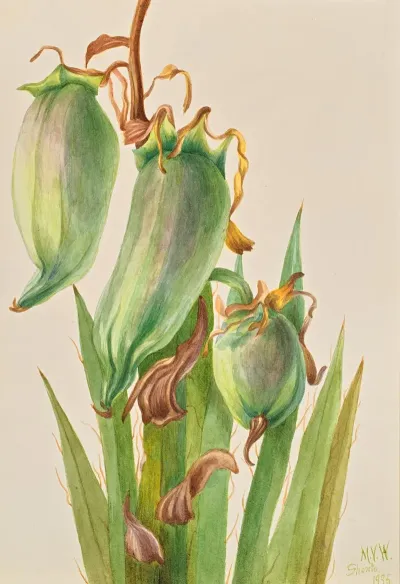 Spanish Bayonet Yucca Baccata