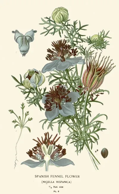 Spanish Fennel Flower