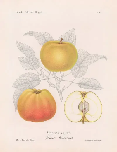 Spansk Renett Kalmar Glasapple