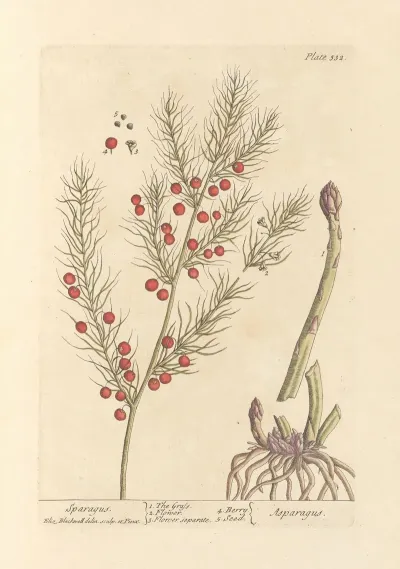Sparagus