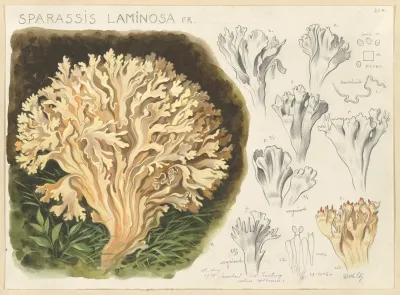 Sparassis Laminosa Fr