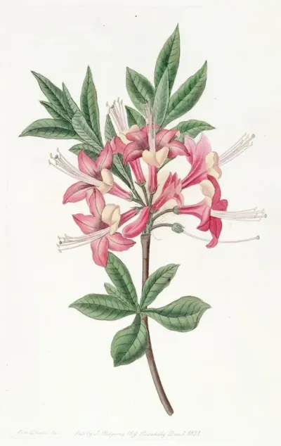 Sparkling Azalea
