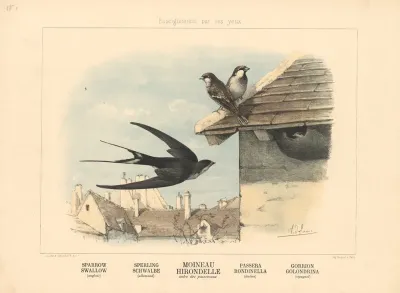 Sparrow Swallow