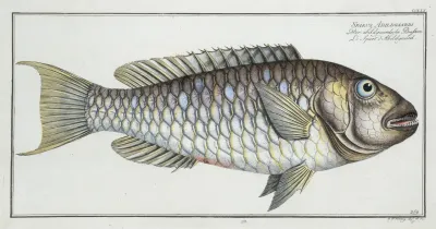 Sparus Abildgaardi