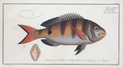 Sparus Annularis The Annular Gilt Head